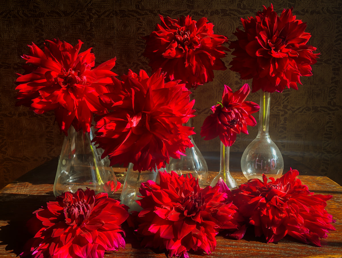 Deep red dahlias arranged in clear glass bud vases, with loose flowers on the table.