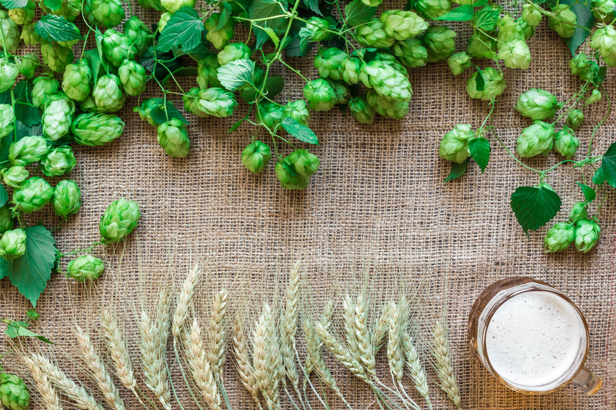 Fresh green hops and golden barley arranged on hessian beside a glass of beer.
