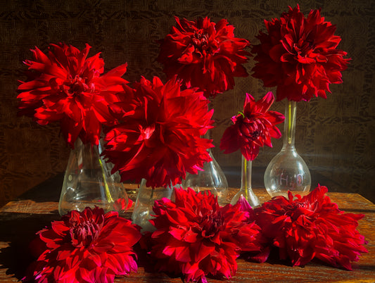 Deep red dahlias arranged in clear glass bud vases, with loose flowers on the table.